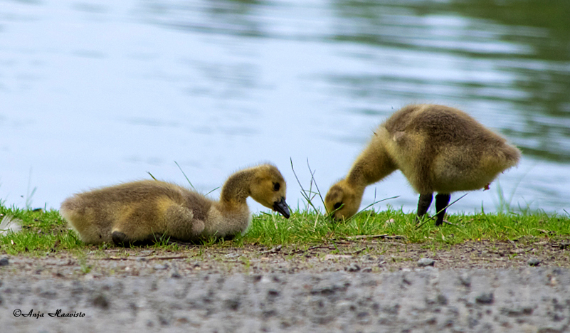 Chicks.