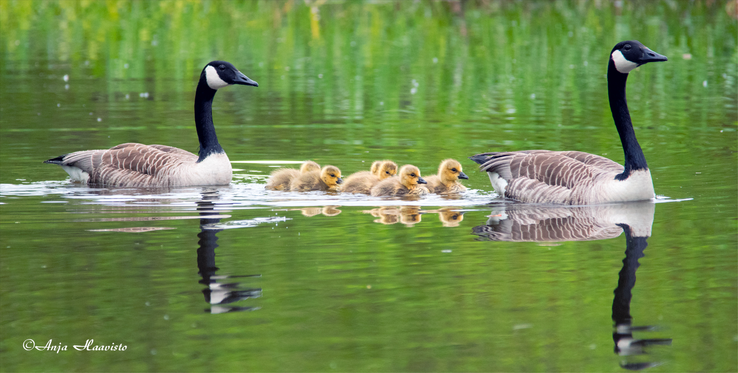 Canada goose family.