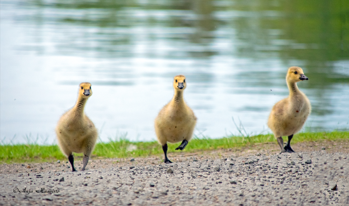 Canadian goose chicks march.