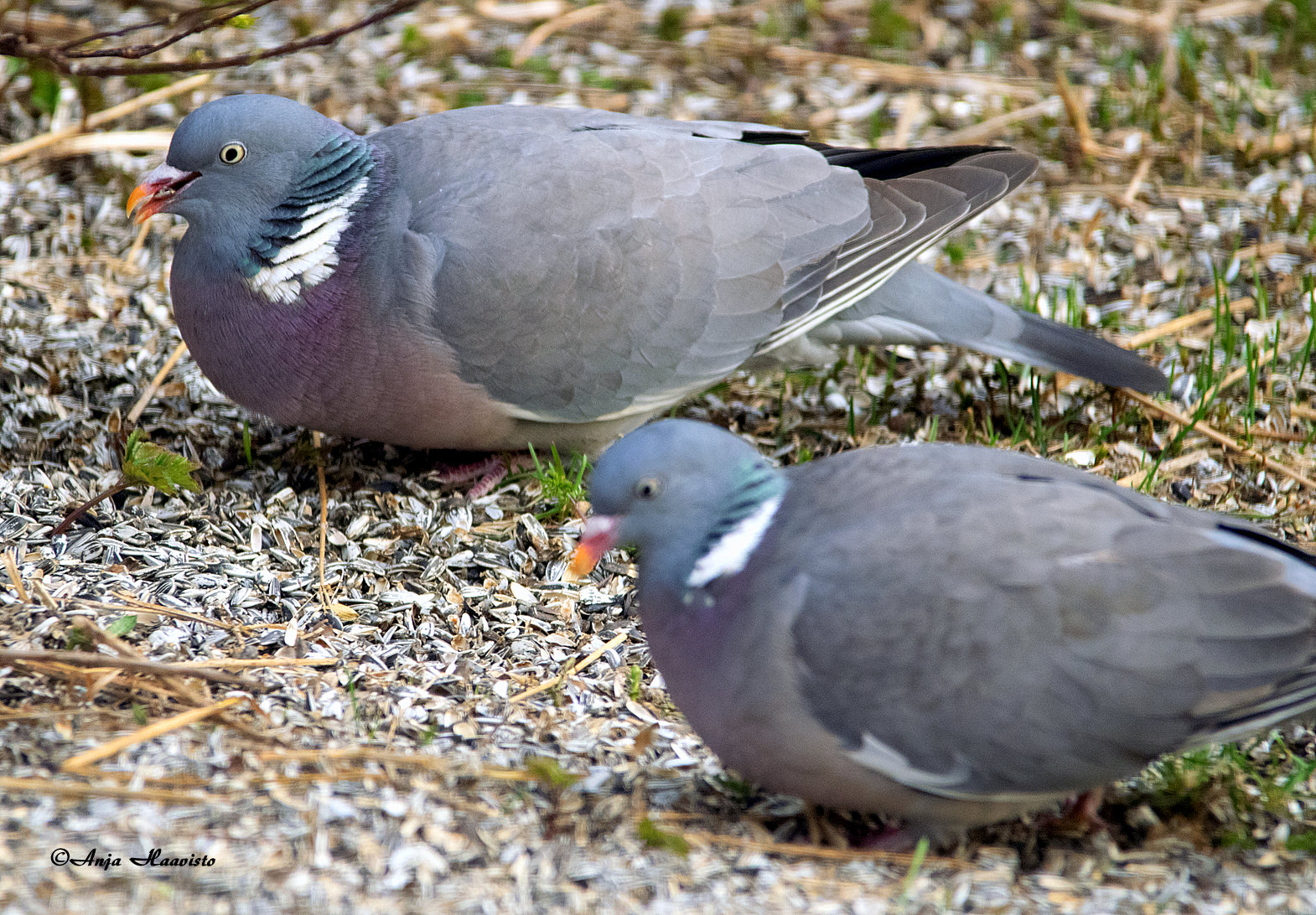 In the yard came a pigeon couple.