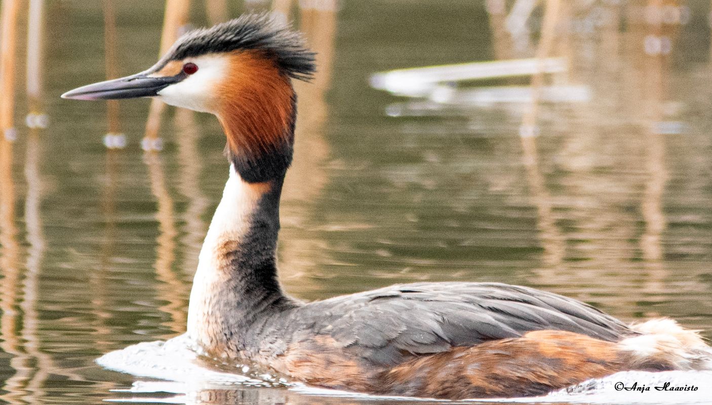 The great crested grebe