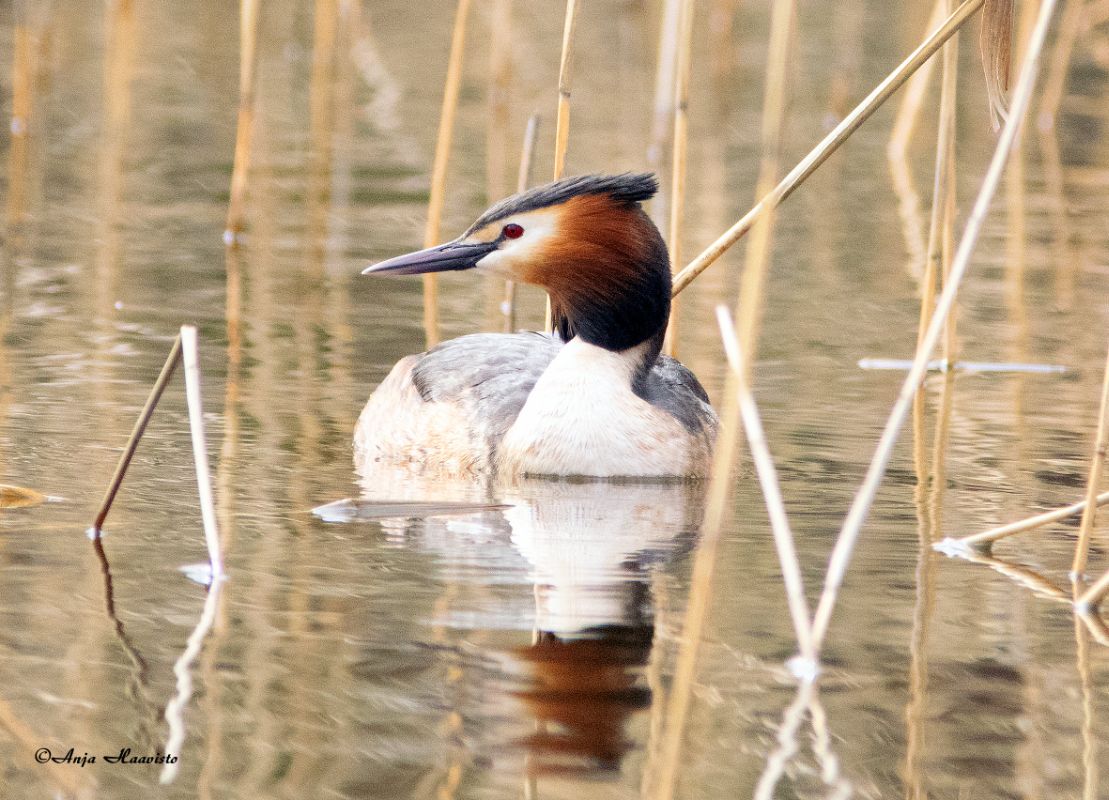 The great crested grebe