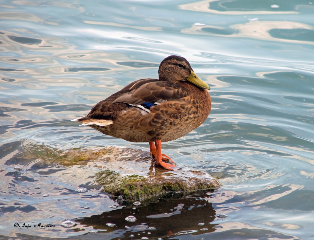 Mallard.