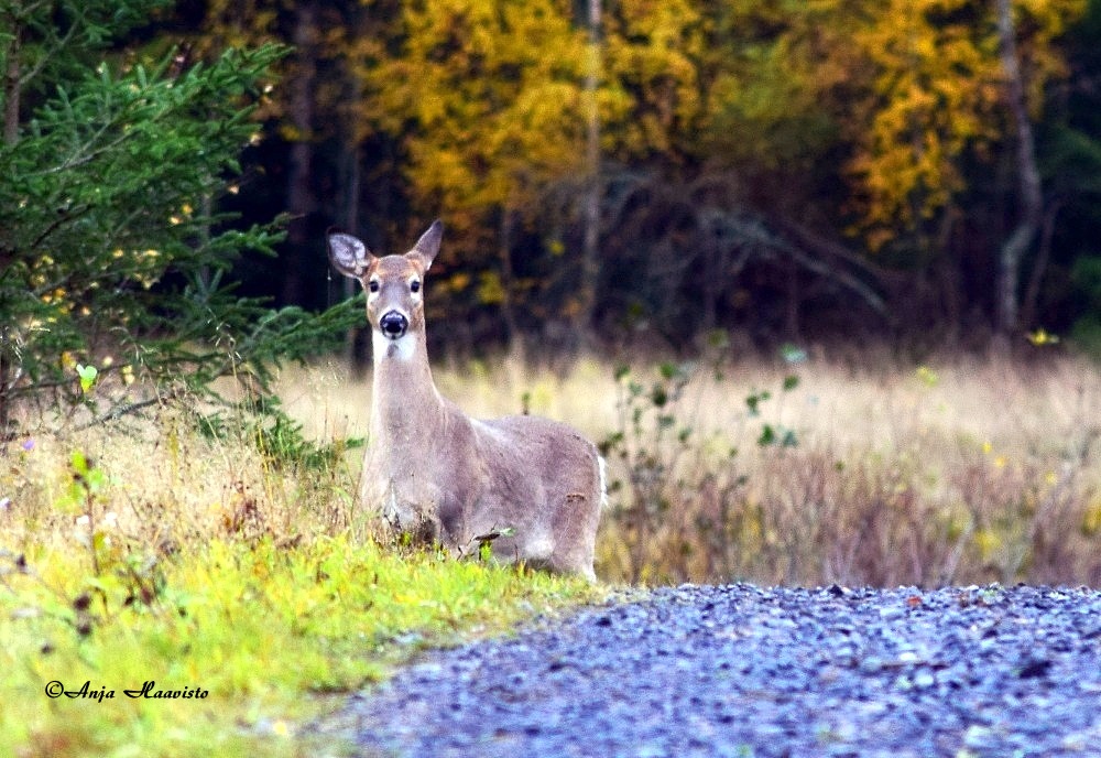 Suprised Deer.