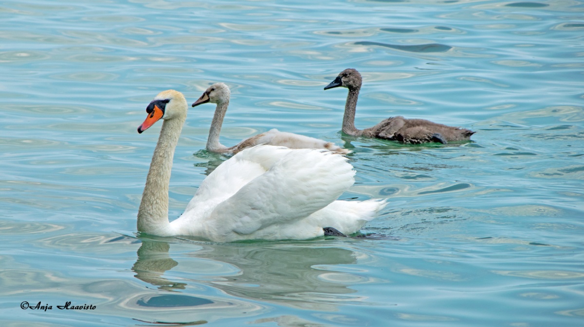 Lovely Swan family on Lake Balaton.