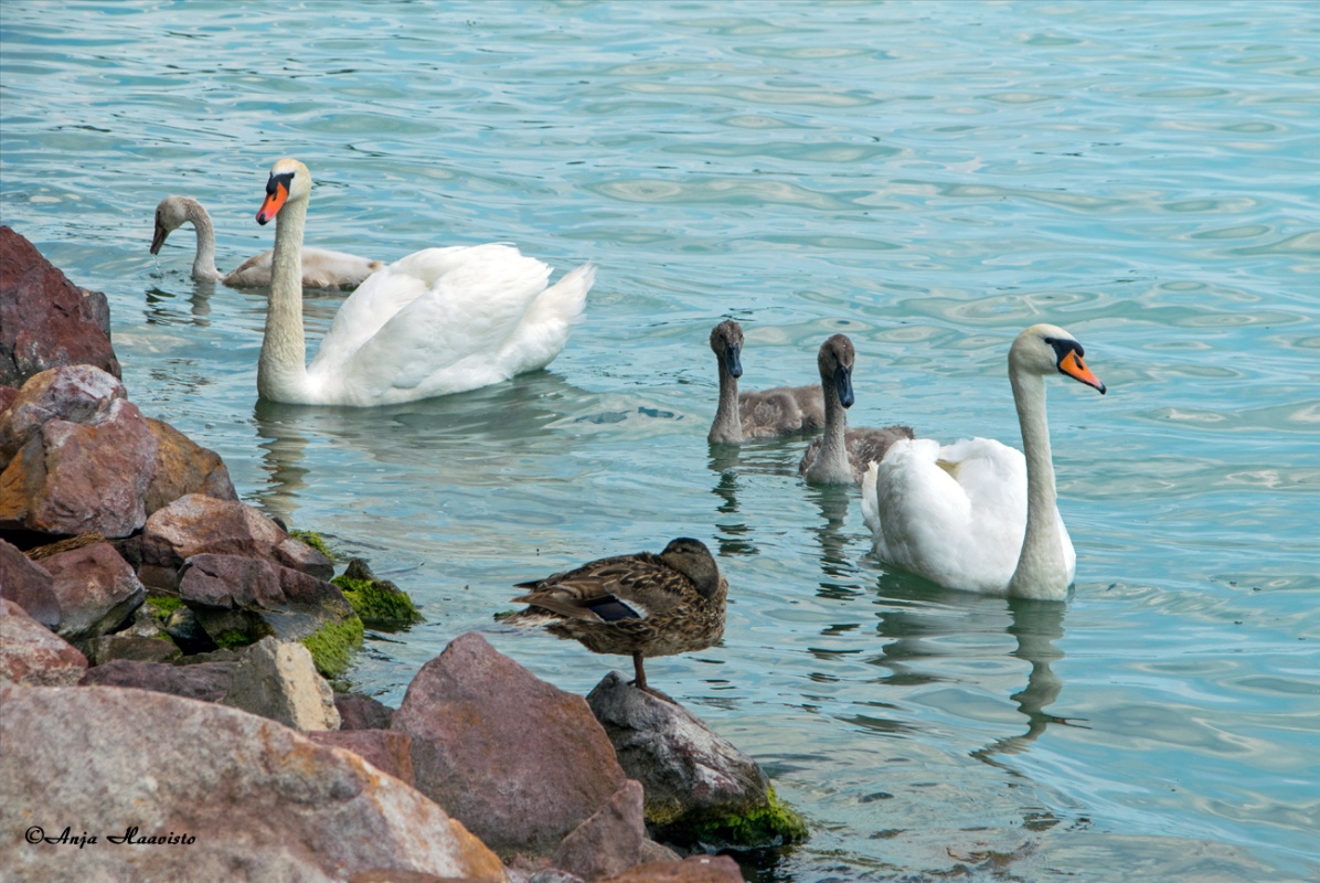 Lovely Swan family on Lake Balaton.