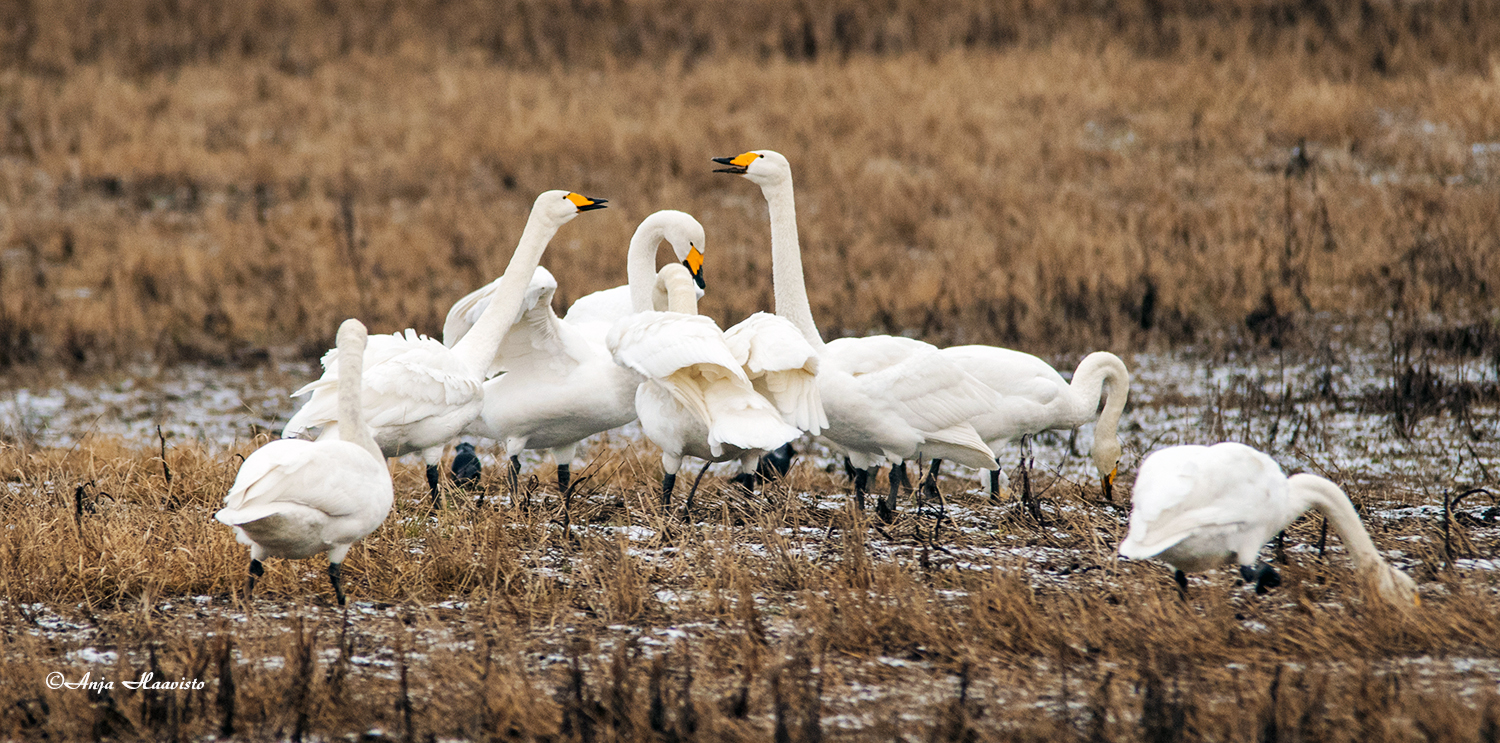 The swans arrived in western Finland on 13.3.2020. Sure, they were already seen a couple of weeks earlier, but this photo was taken in early March