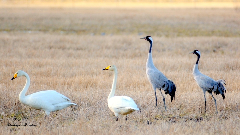 Swans and Cranes.