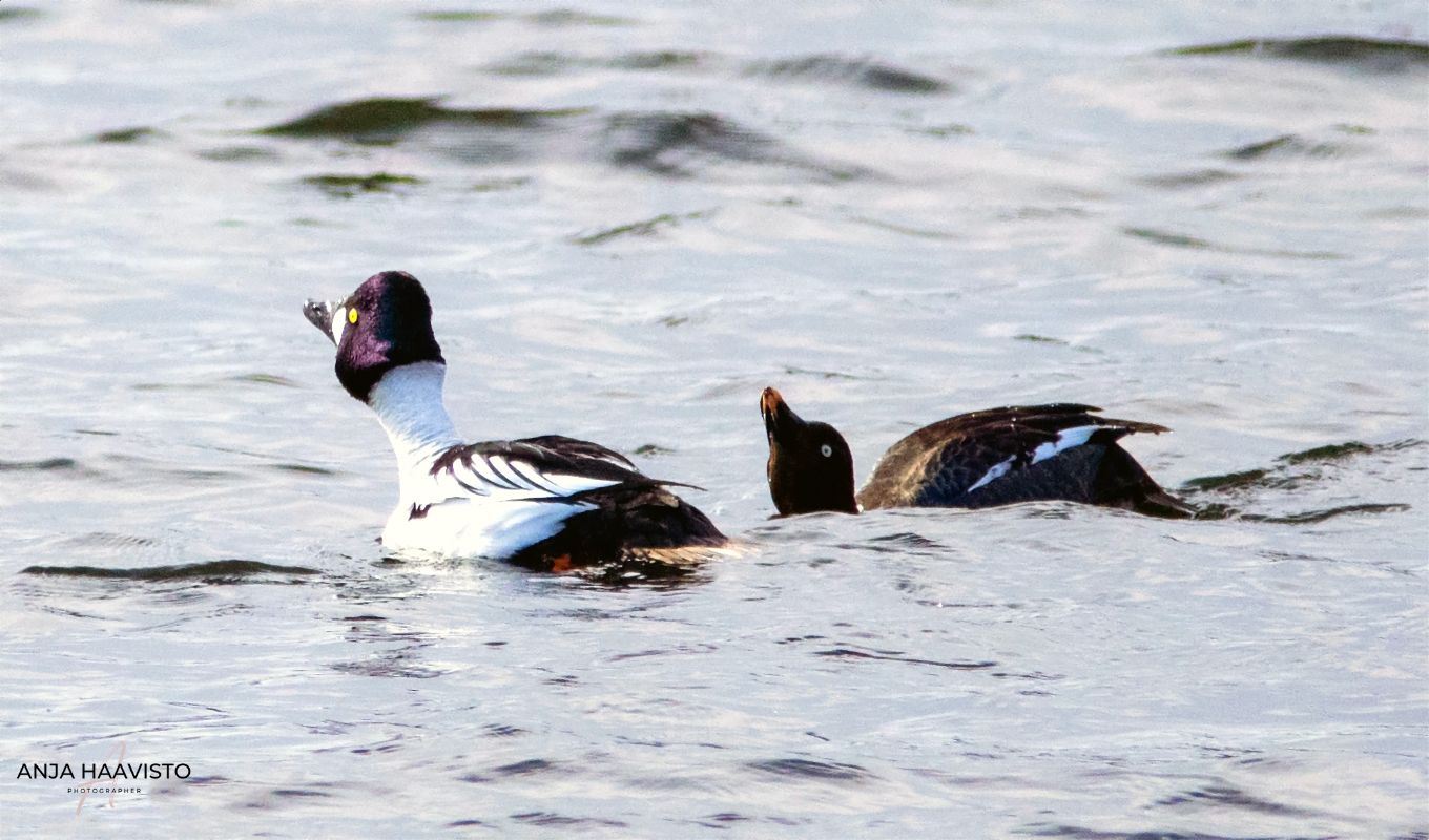 The common goldeneye