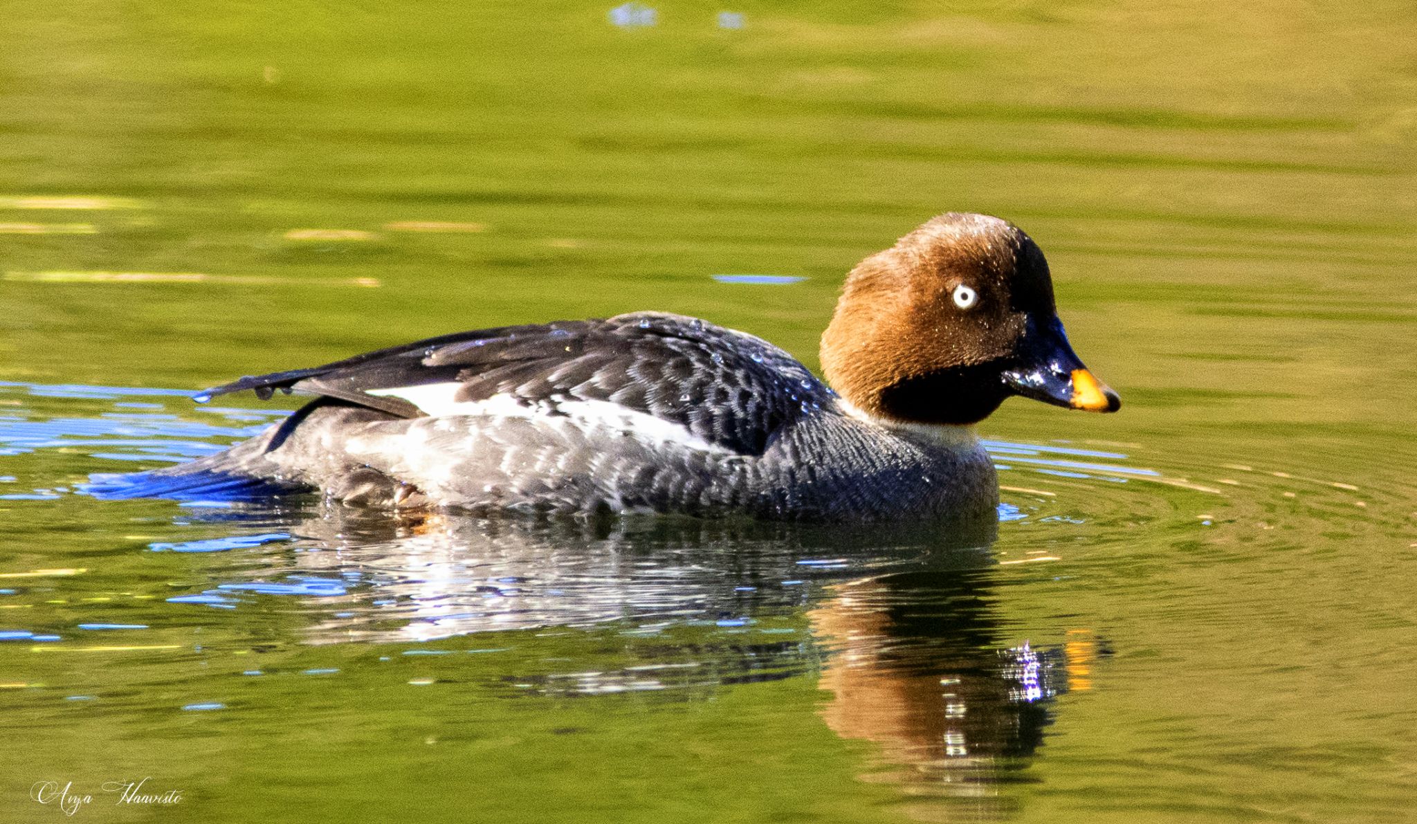 The common goldeneye