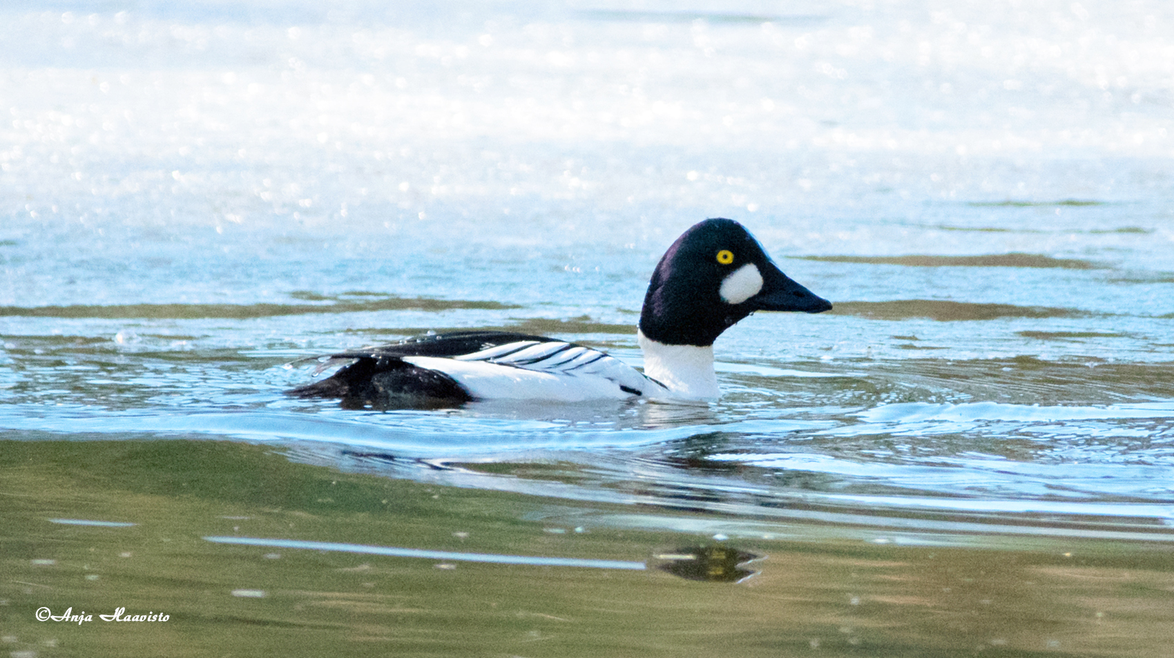 The common goldeneye