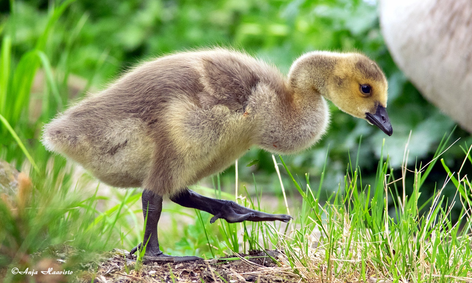 Very brisk Canada goose chick.