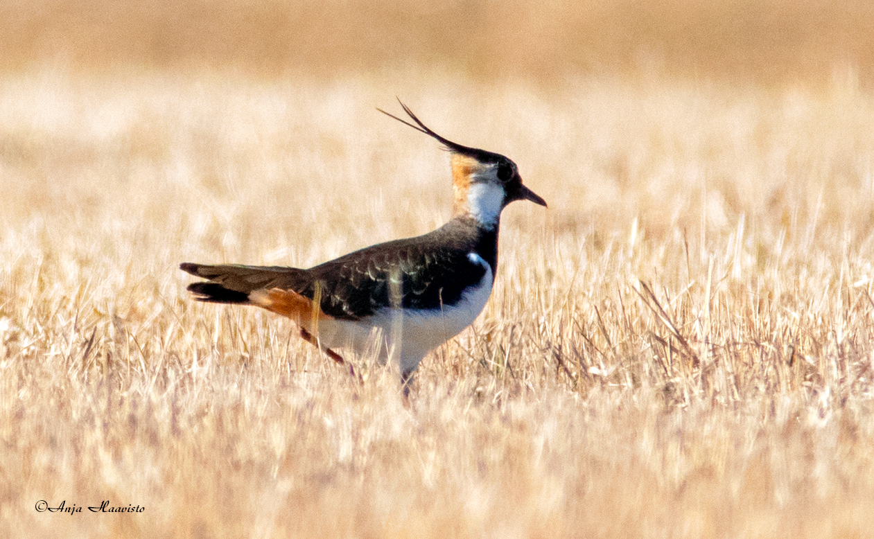 Northern lapwing