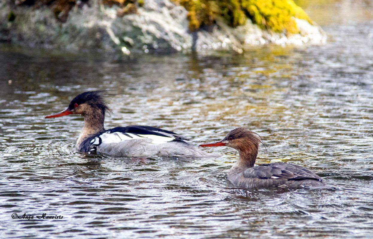 The red breasted merganser