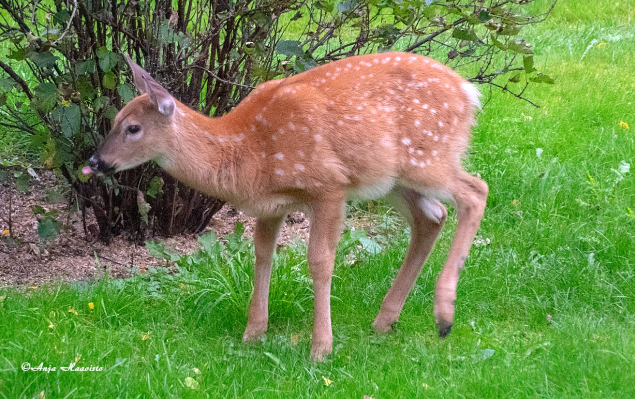 White-tailed deer