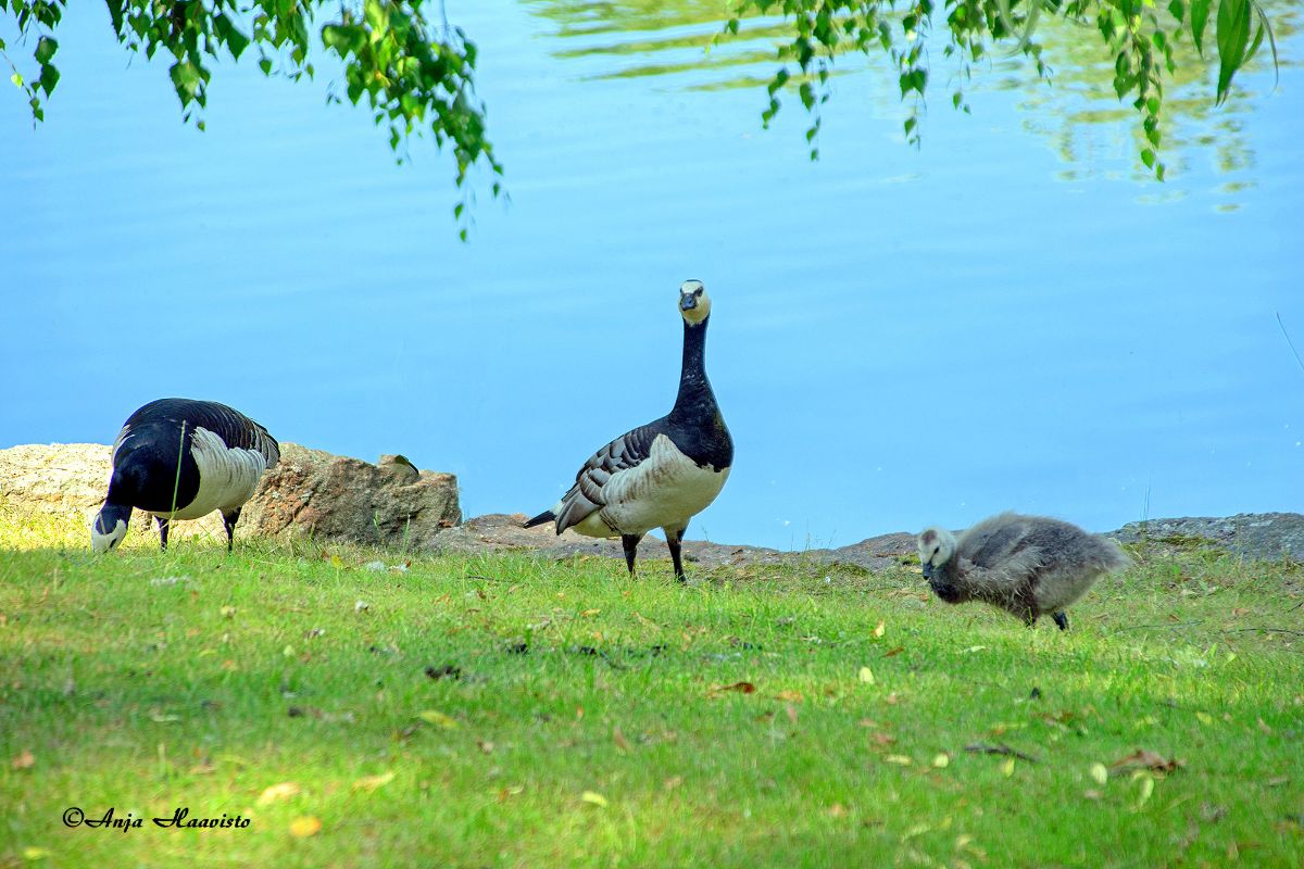white-cheeked goose