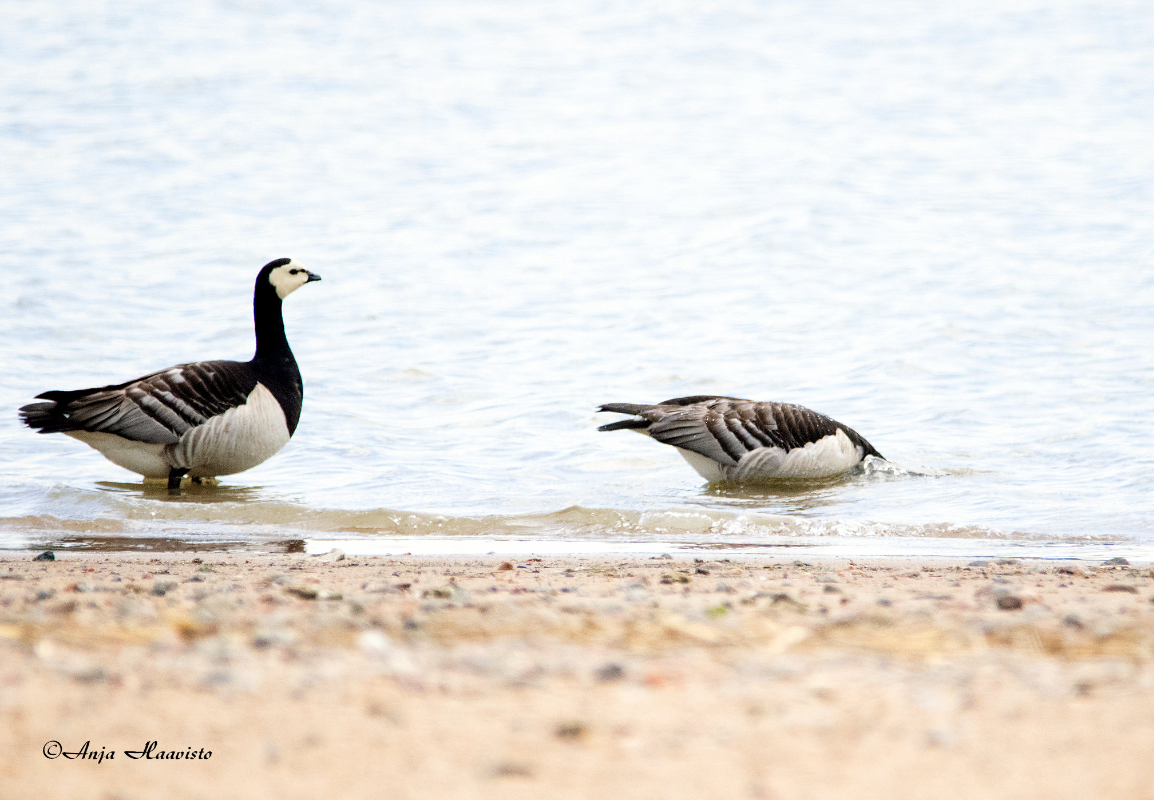 White-fronted goose