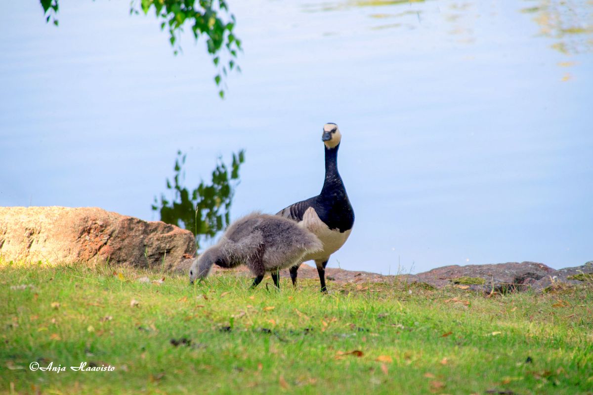 White-cheeked goose