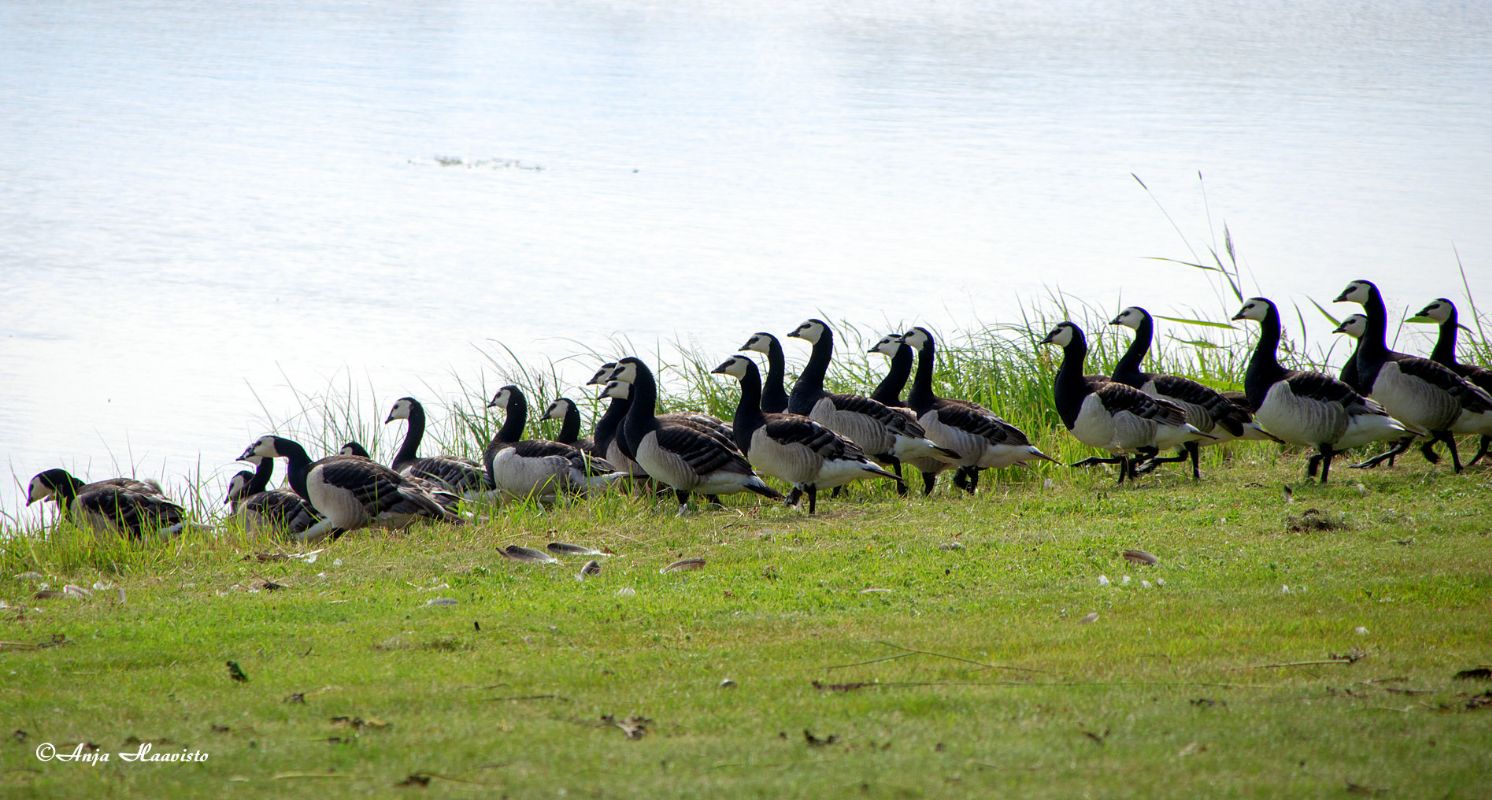 White-fronted goose
