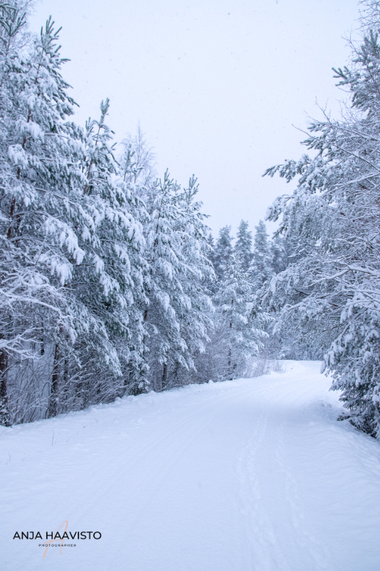 Beautiful winter