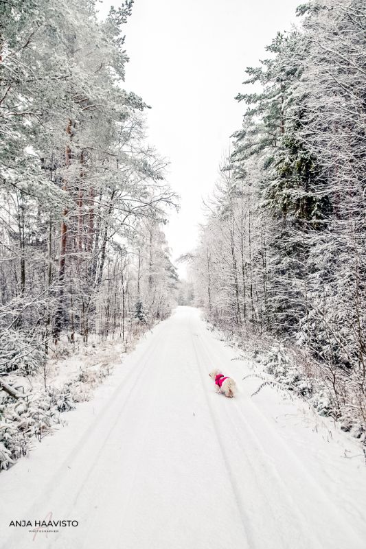 Snow veil