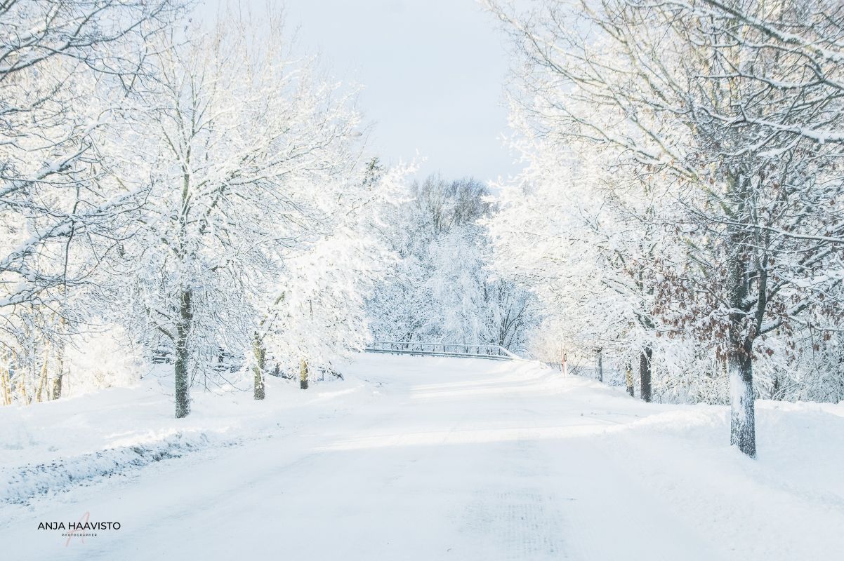 Snowy veil