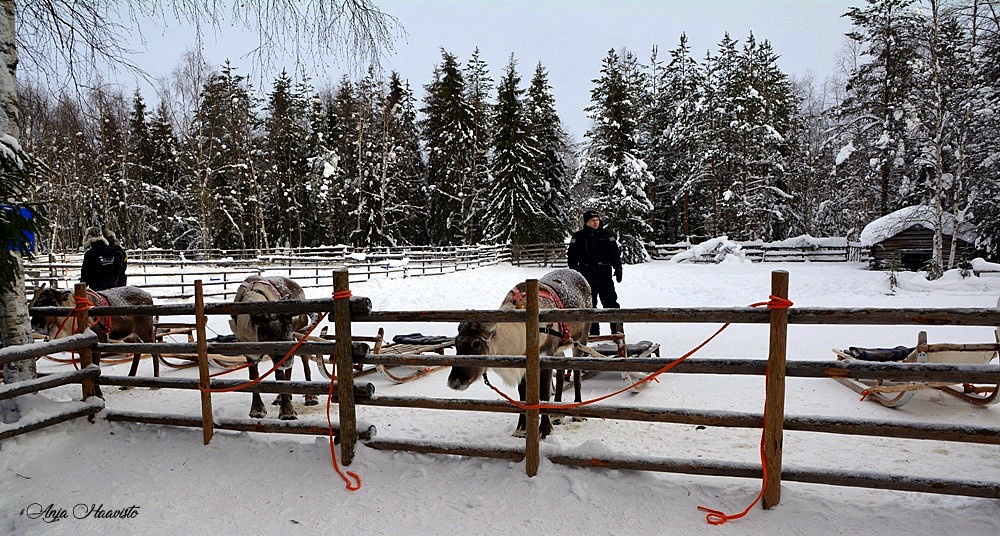 Konttaniemi Reindeer Farm, Rovaniemi.