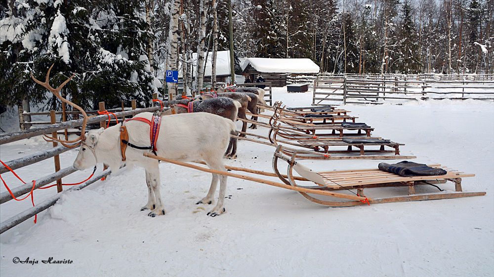 Reindeer Safari Ride in Finland.