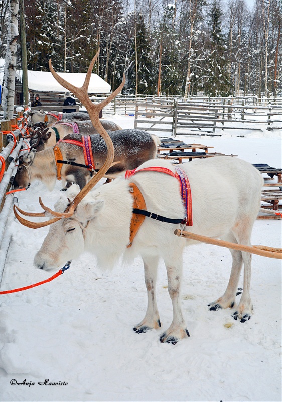 Reindeer Safari Ride in Finland.