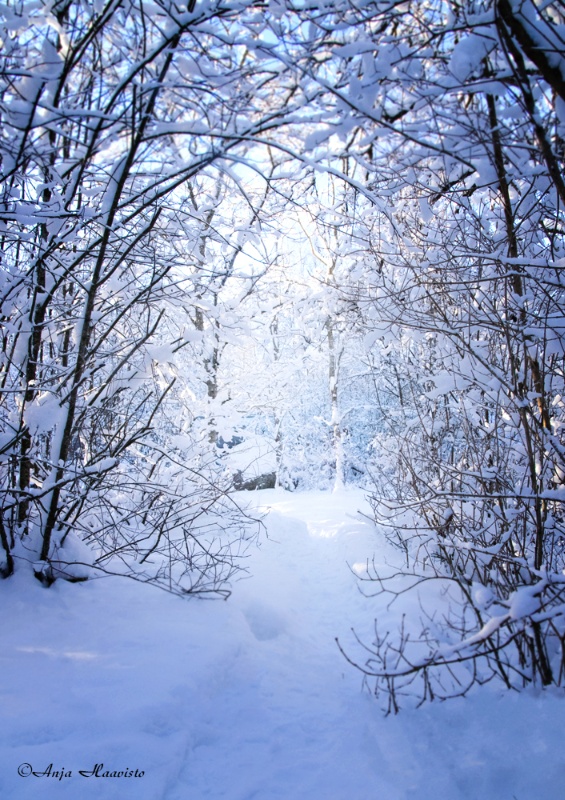 Snowy fairy tale forest.