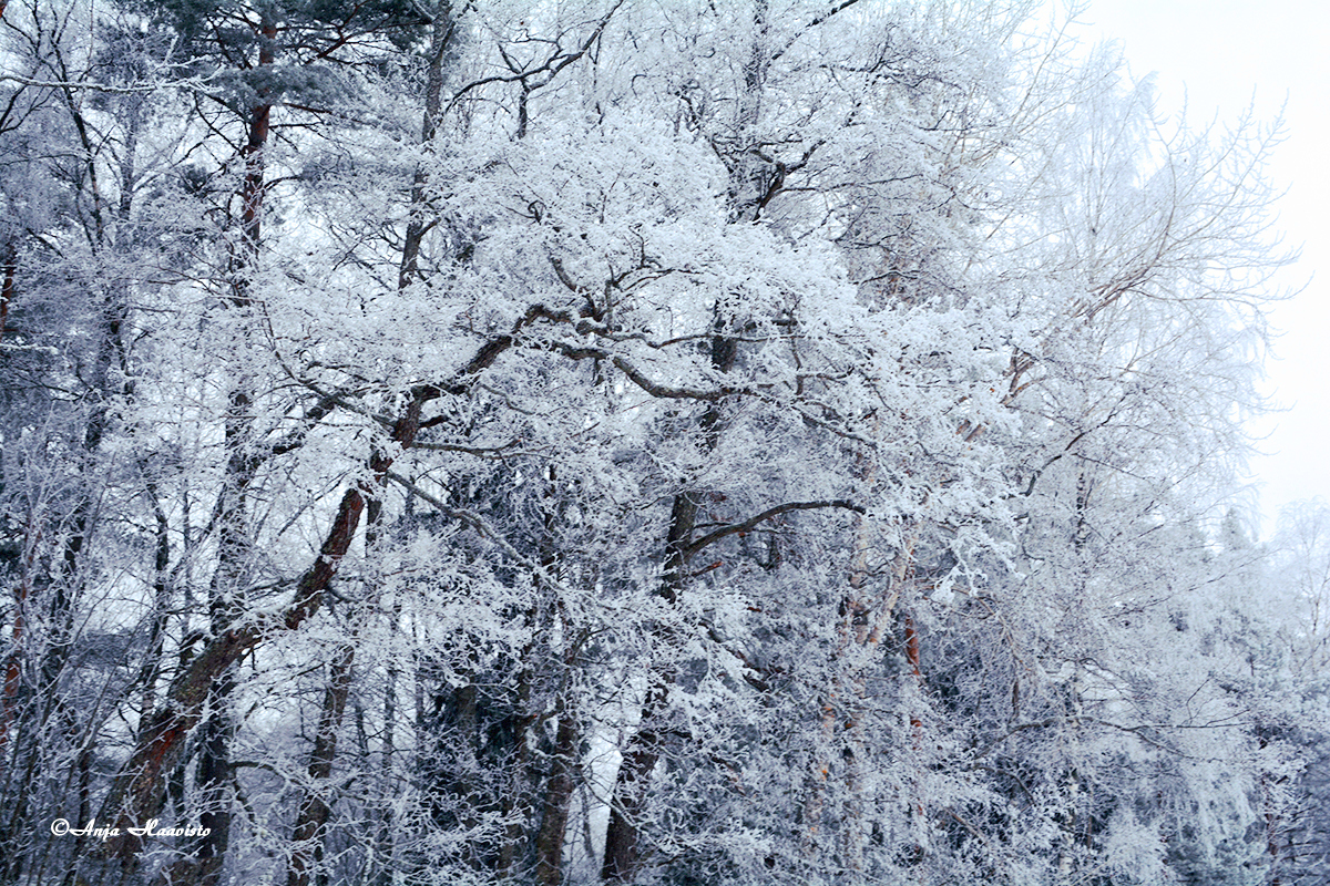 Snow Tree.