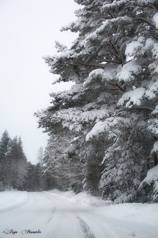 Winter beauty.