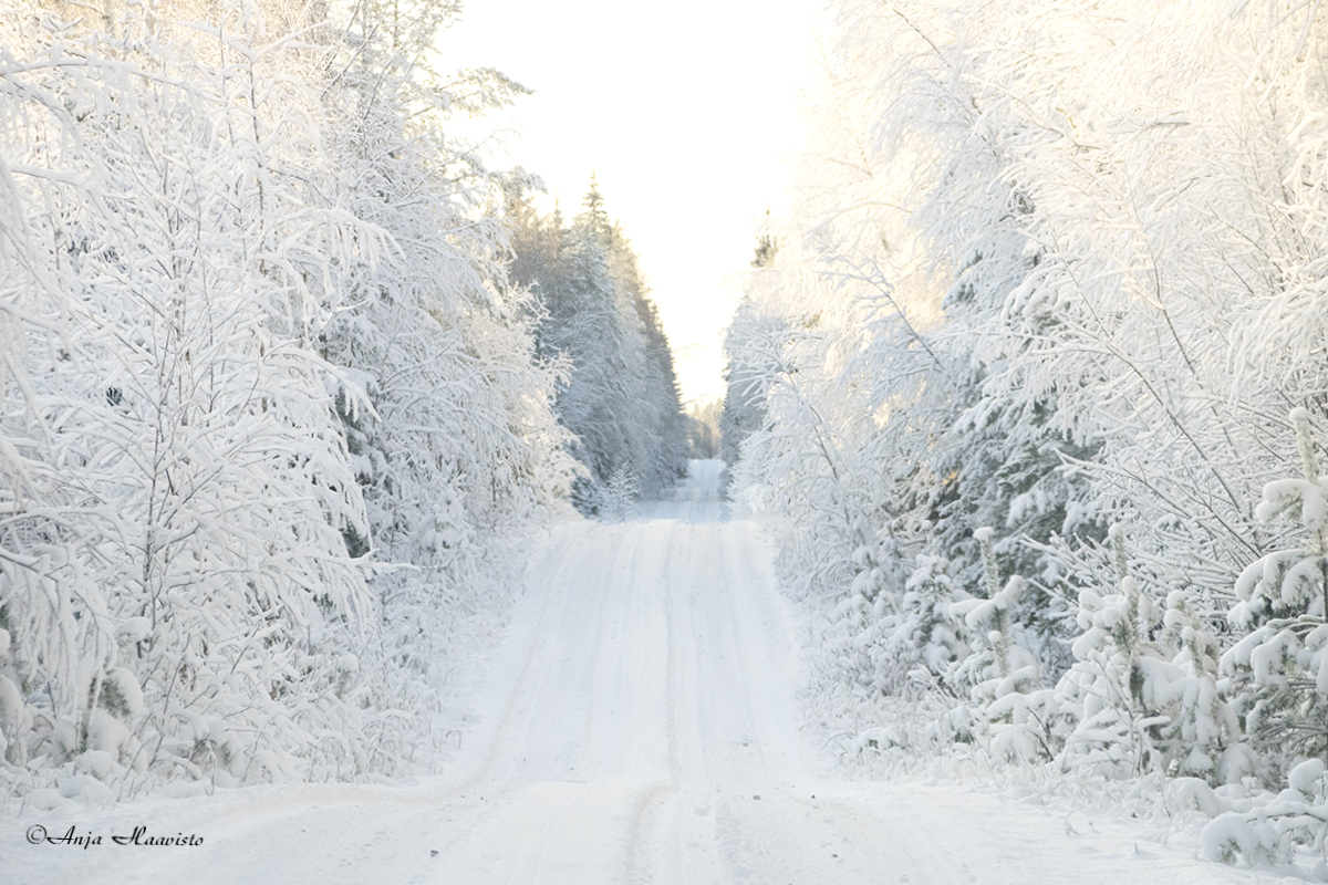 Winter forest road.