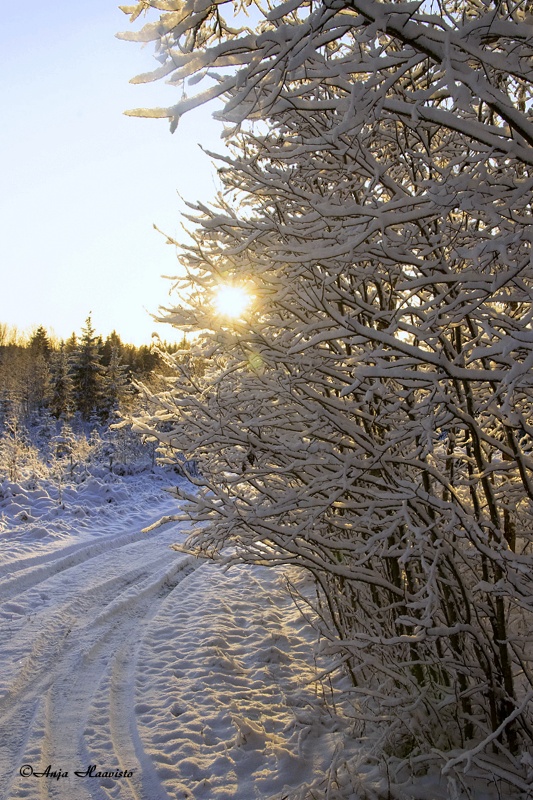 Winter forest road.