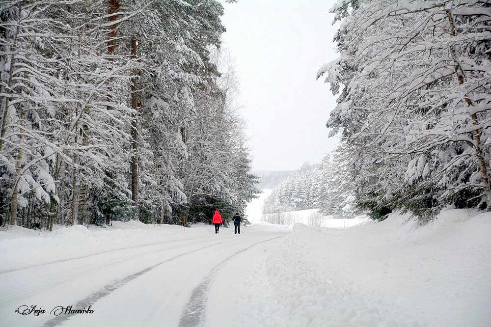 Winter landscape.