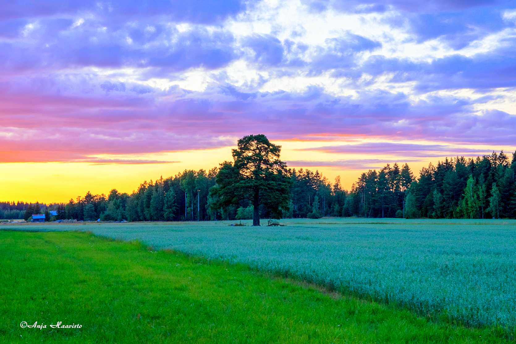 Kolmivarinen Taivas 2
